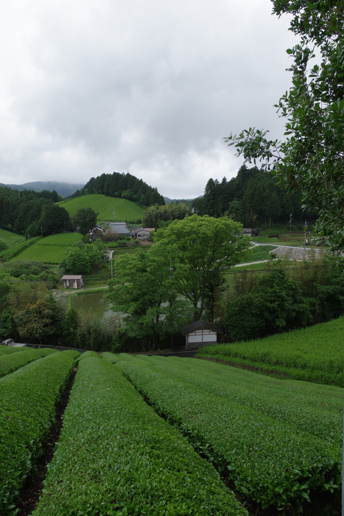 茶畑のある里②