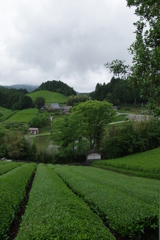 茶畑のある里②