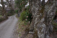 田舎道　3月・・・①