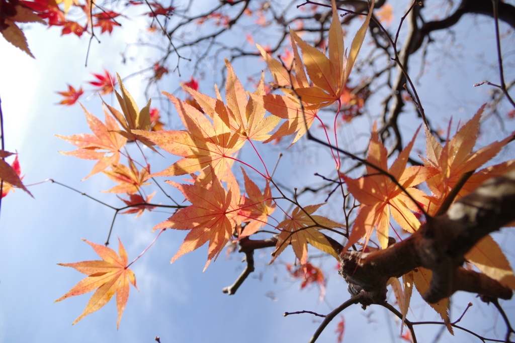 2016紅葉（晴天。）