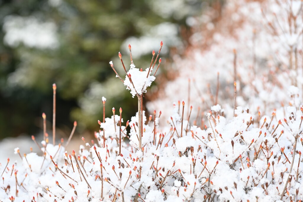雪景色・・・⑥