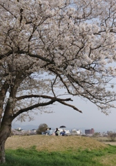 お花見の頃