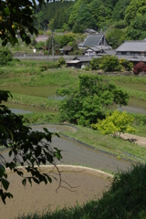 初夏……里の田んぼ⑤
