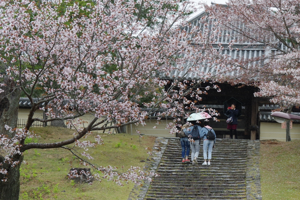 今年見た桜４月・・・・・・⑬