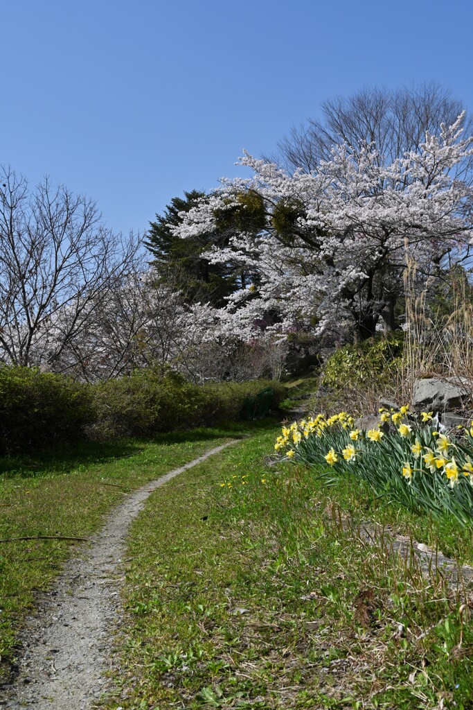 大宇陀の桜②
