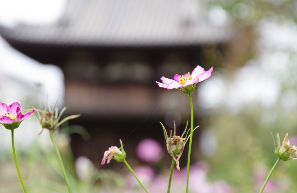 秋・般若寺にて・・・⑧