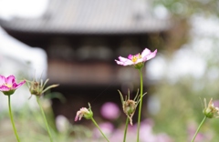 秋・般若寺にて・・・⑧