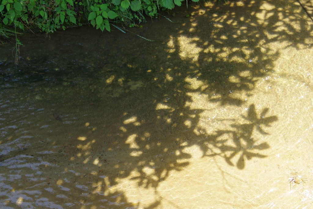 6月の田んぼ・・・諸々②
