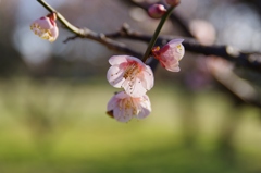 春近し・・・④