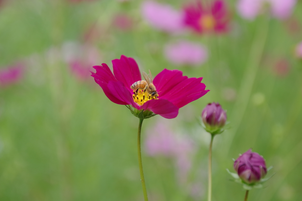 コスモス・・・②