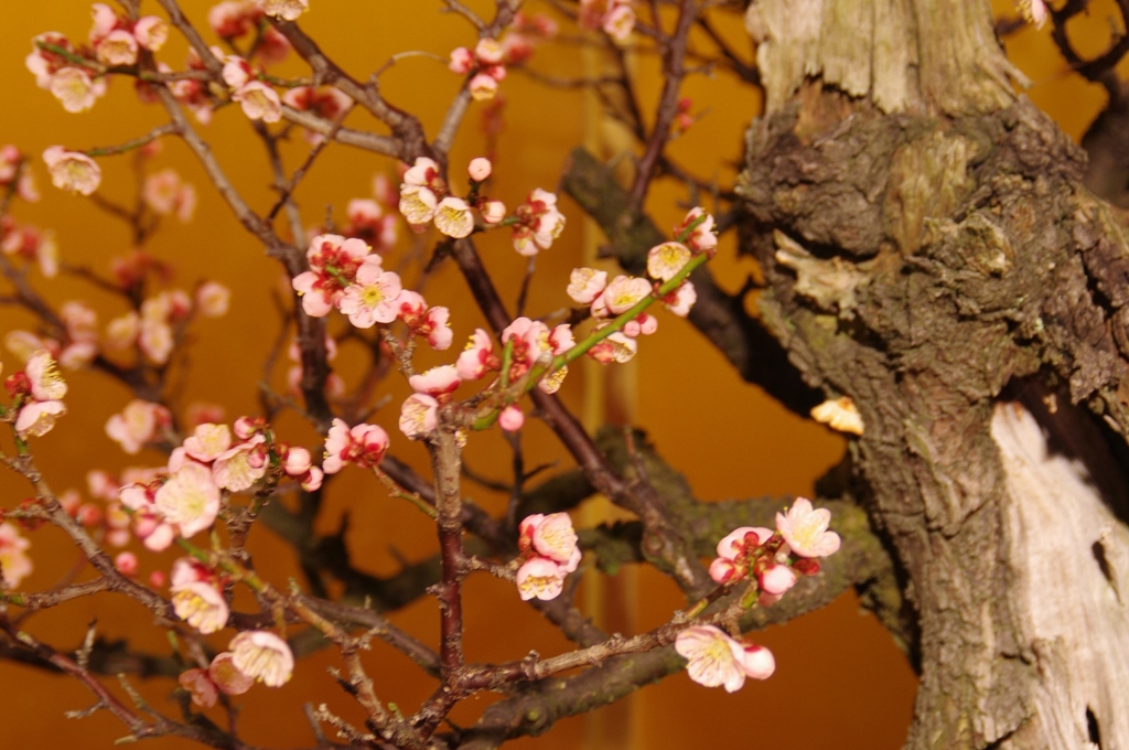 梅、梅、梅・・・③