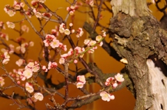 梅、梅、梅・・・③