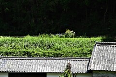 土佐街道にて・・・⑨