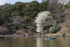 春色の奈良公園⑤