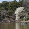 春色の奈良公園⑤