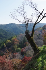 2017秋・・・吉野山⑤