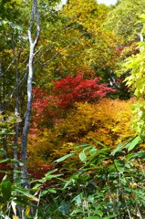 色彩豊かな秋
