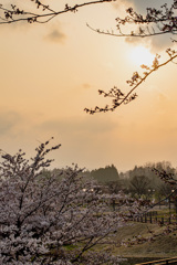 夕日の桜