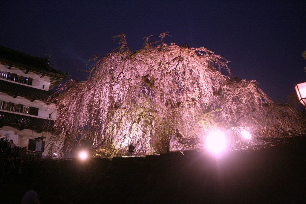 雨の弘前公園