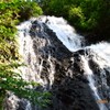 新緑を流れる水