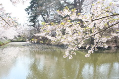 弘前桜公園