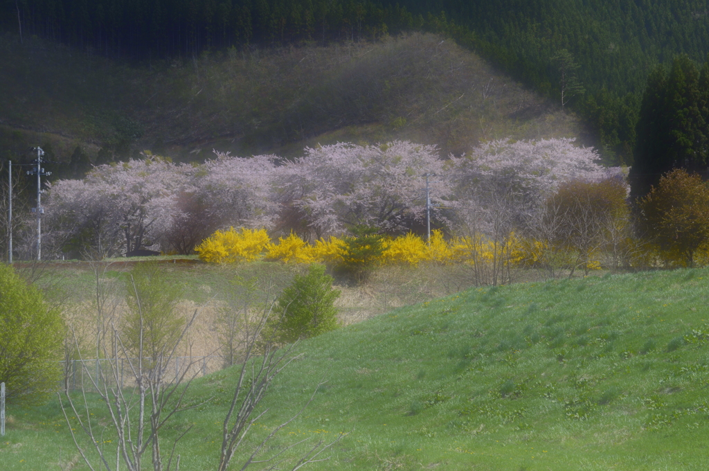 桜