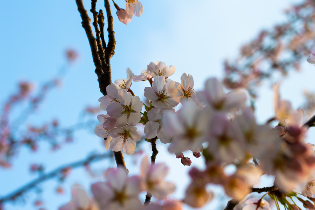 夕日の中の桜