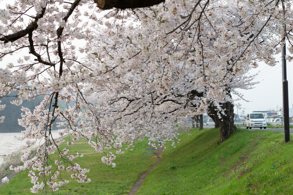 川岸の桜