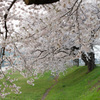 川岸の桜