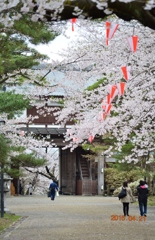 桜と門