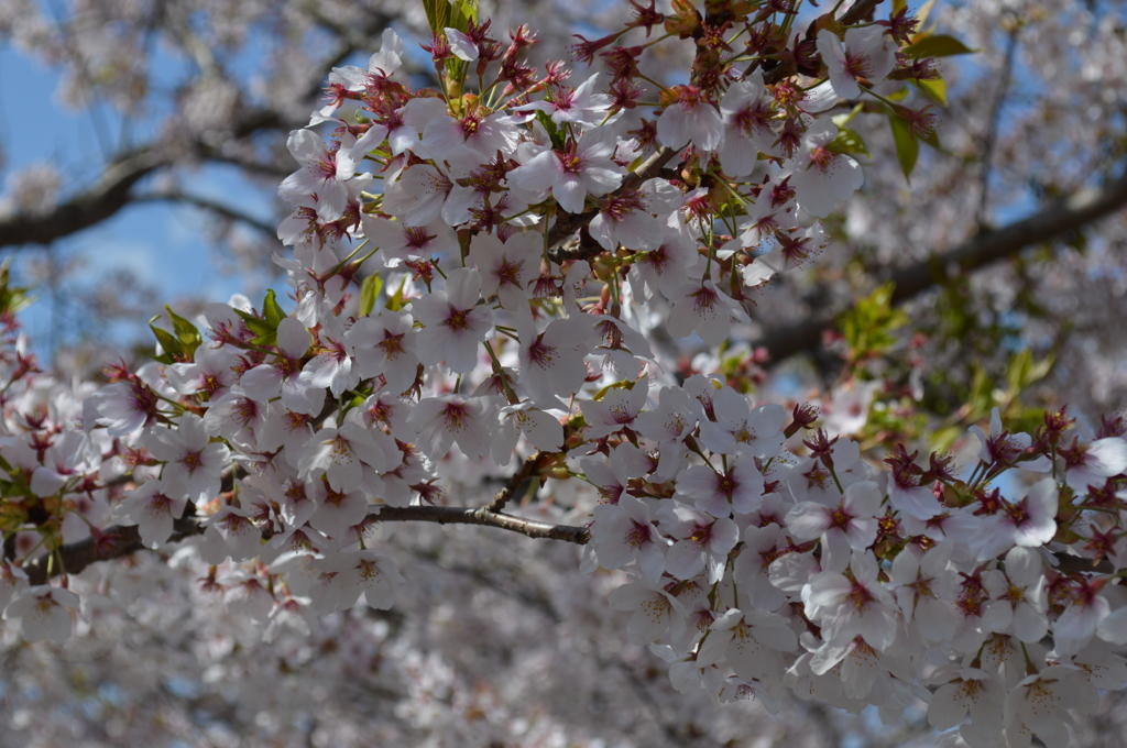 晴天の桜