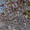 晴天の桜
