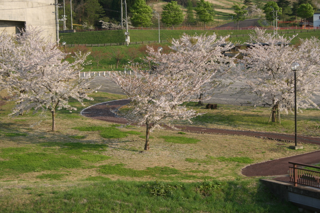 桜