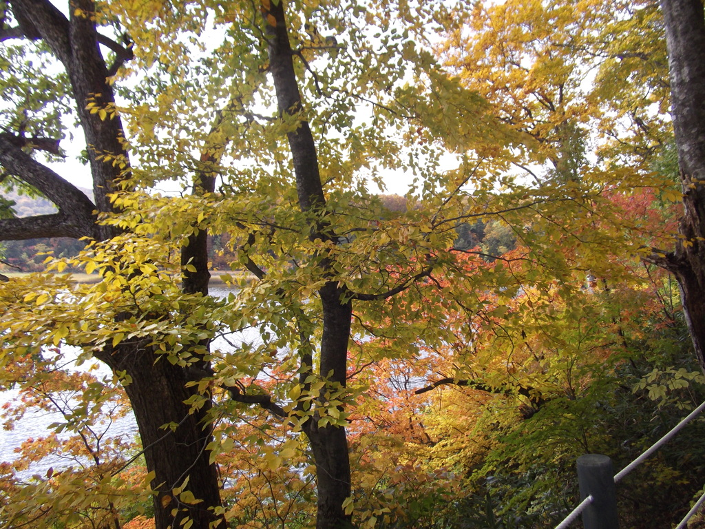 彩り～紅葉　秋田八幡平国立公園