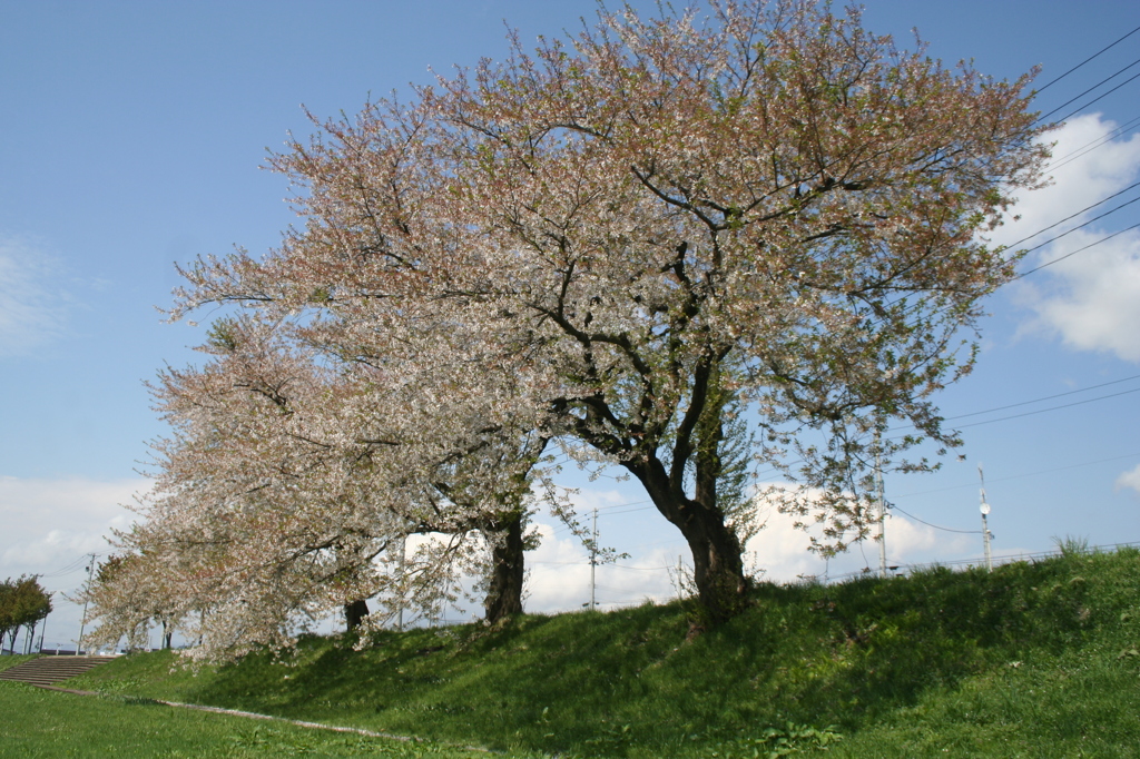 桜