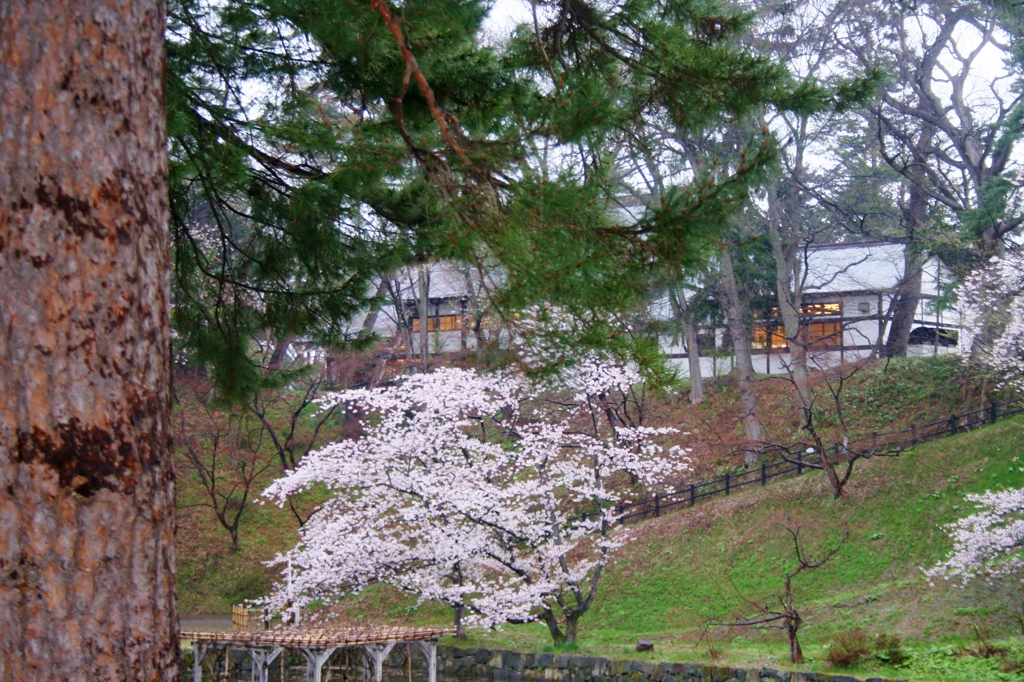 sakura 2013