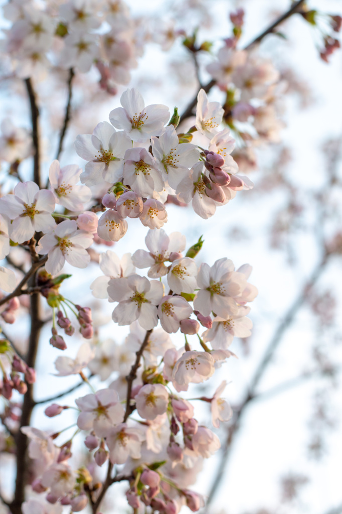 咲き誇る桜