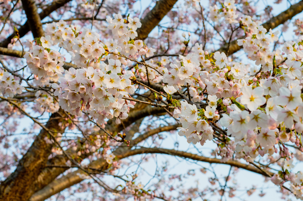 コロナ禍での桜