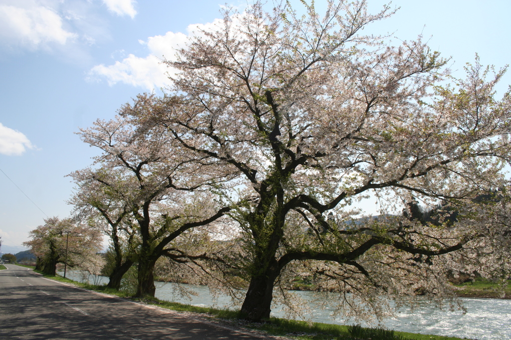 桜