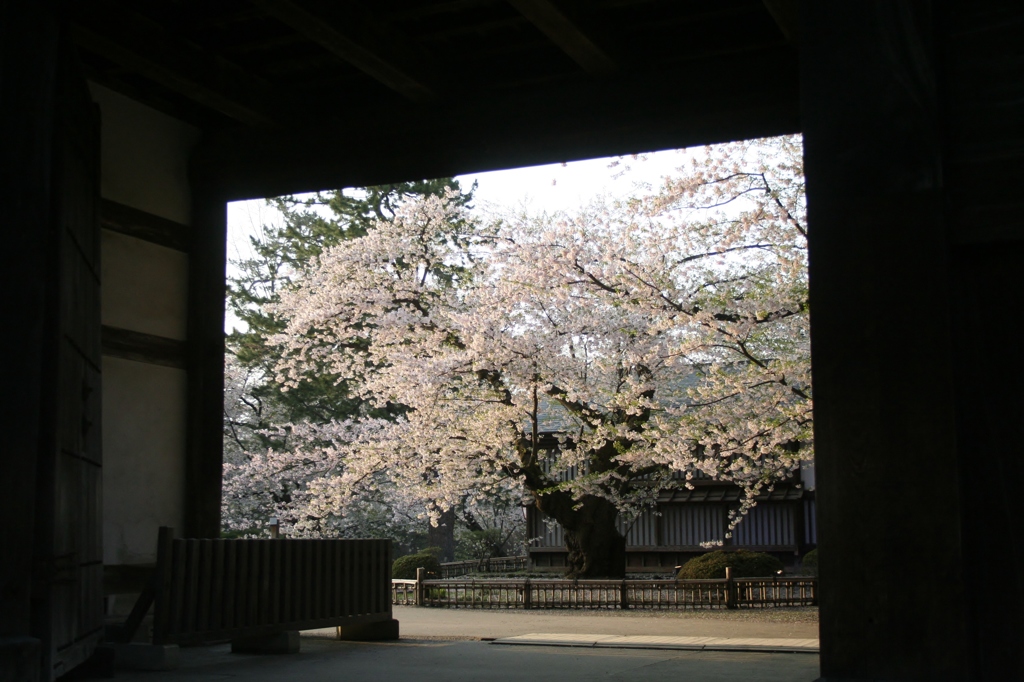 sakura 2013