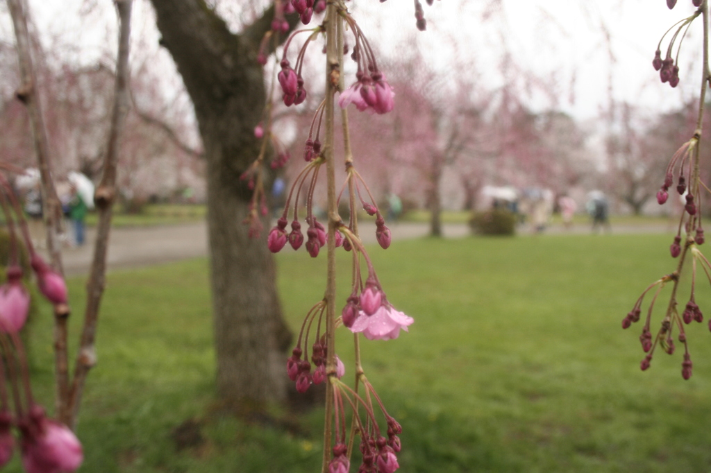 sakura 2013