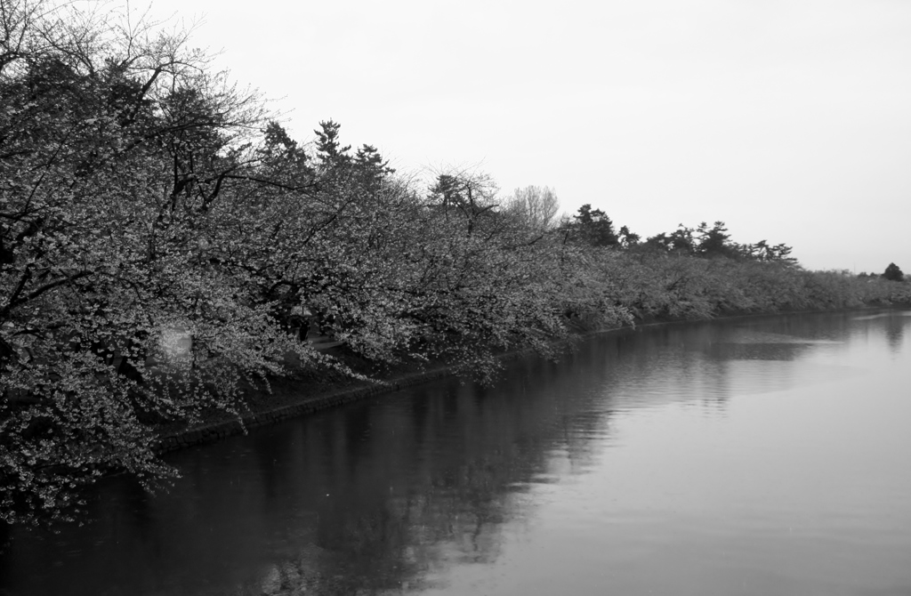 sakura 2013