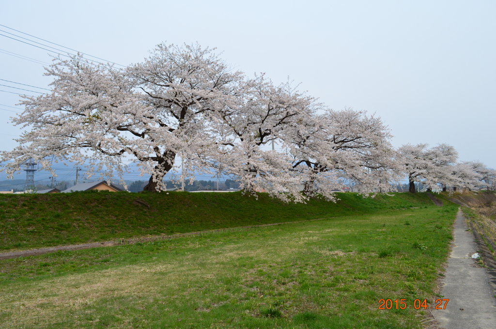 sakura