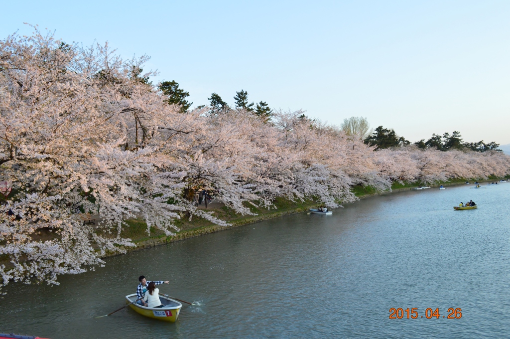 cherryblossom