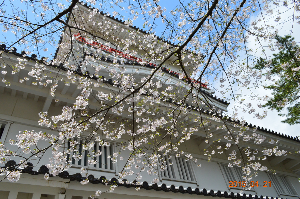 城と桜
