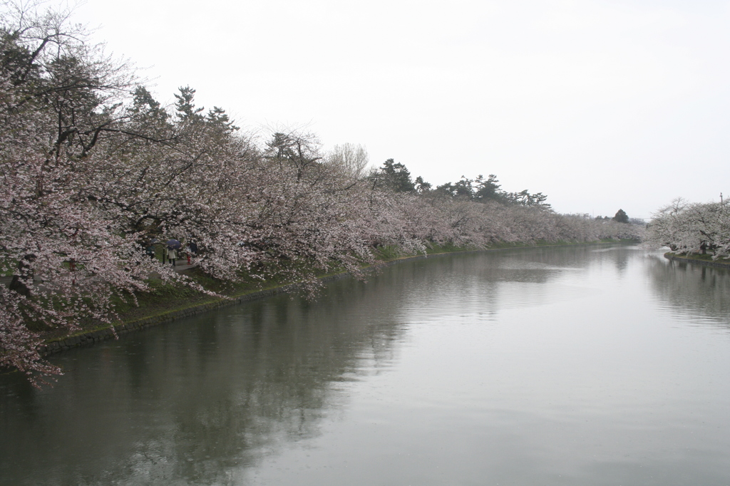 sakura 2013