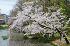 水辺と桜