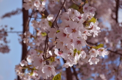 桜