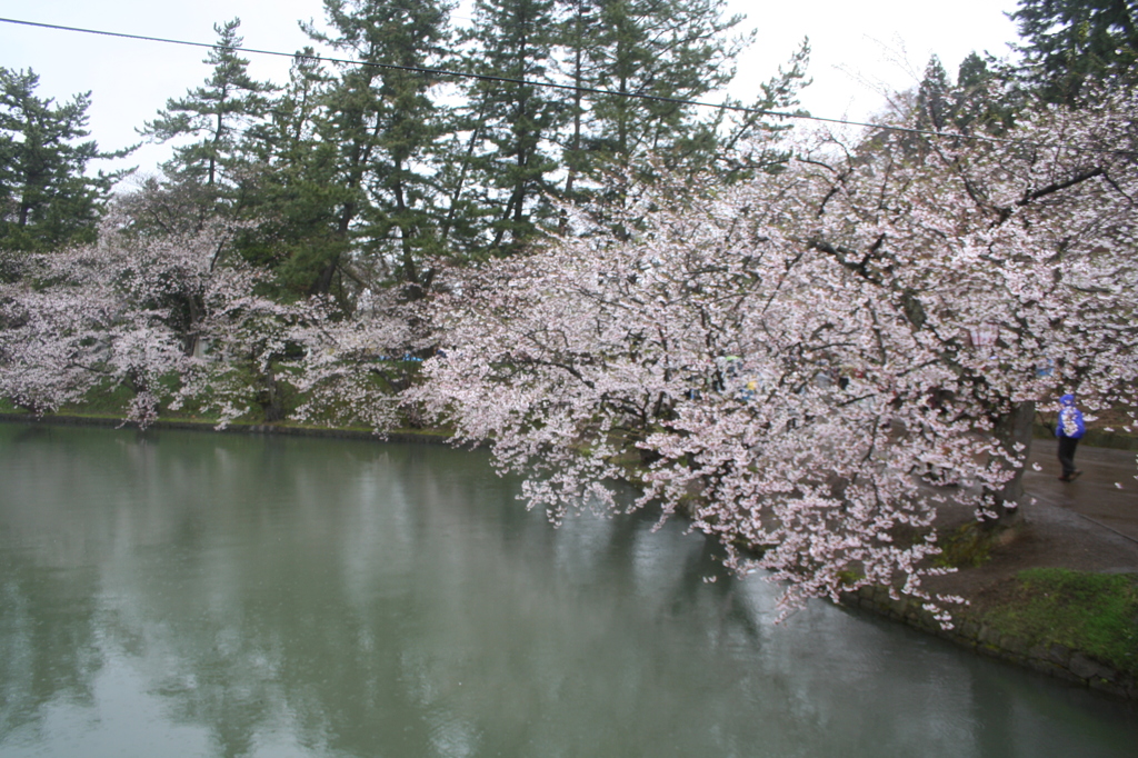 sakura 2013