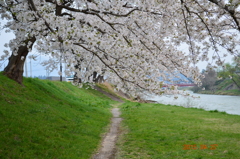 桜と畦道